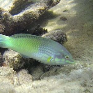 Green Coris Wrasse