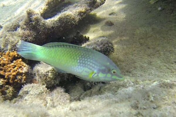 Green Coris Wrasse - Image 1