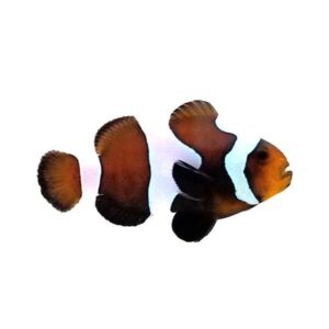 Wide-Bar Chocolate - Clownfish Pair