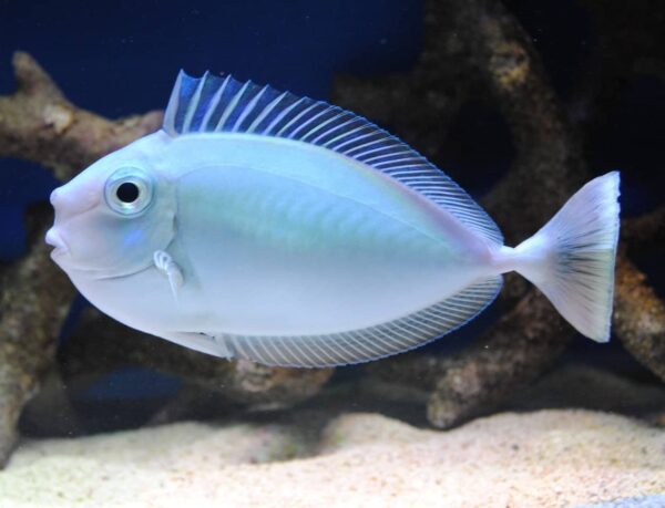 6dcd21_1f5e1745ed274cc8849f037e5b3398aemv2.jpg Bluespine Unicorn Tang - Image 1