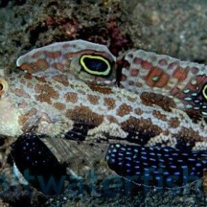 Twin Spot Goby