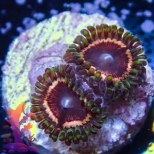 Vamps Zoanthids