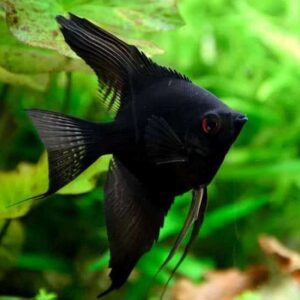 Black Angelfish