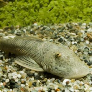 L276 Bloodfin Bulldog Pleco