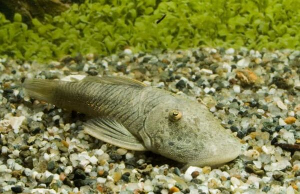 L276 Bloodfin Bulldog Pleco - Image 1