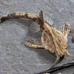 Banjo Catfish