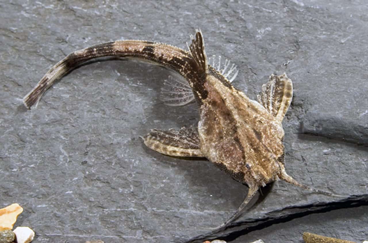 CATFISH_BANJO_REGULAR_1__03086.jpg Banjo Catfish - Image 1