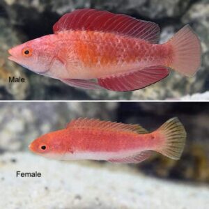 Redfin Fairy Wrasse Pair