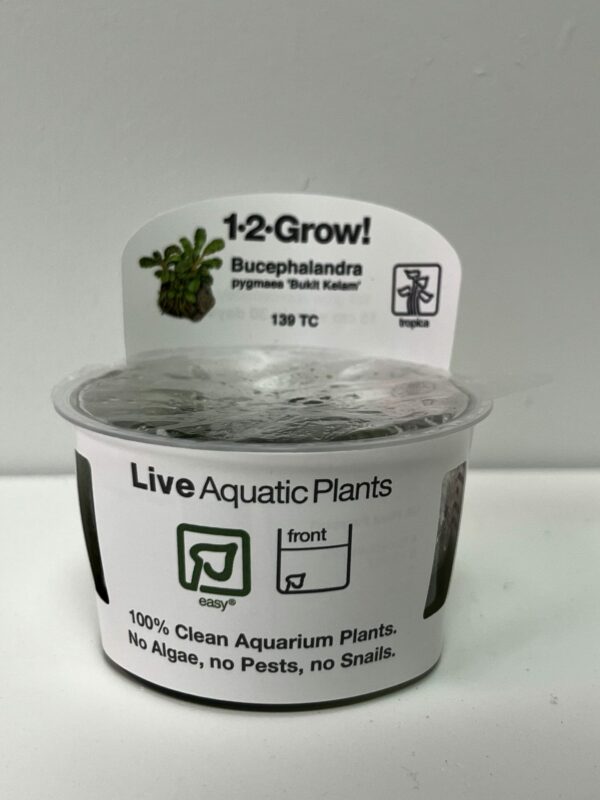 Tissue Culture: Bucephalandra pygmaea ' Bukit Kelam' - Image 1