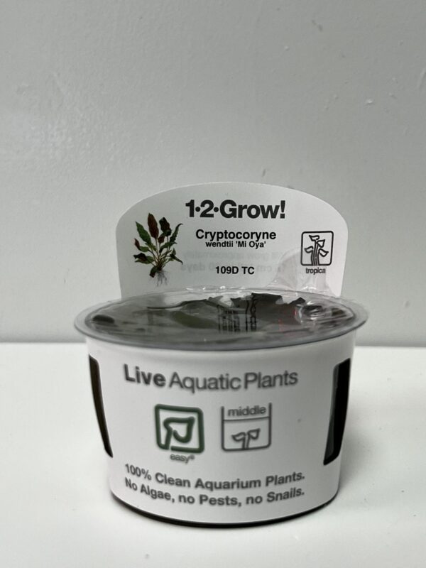 IMG_3433-2-.jpg Tissue Culture: Cryptocoryne wendtii 'Mi Oya' - Image 1