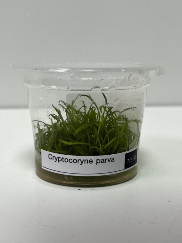 IMG_3435.jpg Tissue Culture: Cryptocoryne parva - Image 1