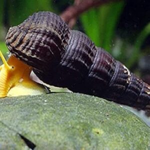Golden Rabbit Snail