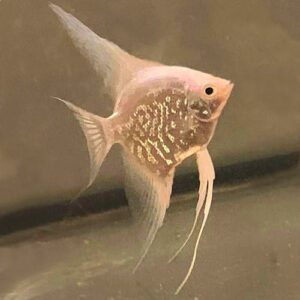 Platinum Snakeskin Angelfish
