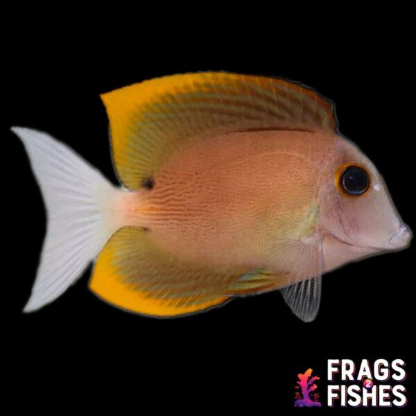 Flame Fin (Tomini) Tang - Image 1