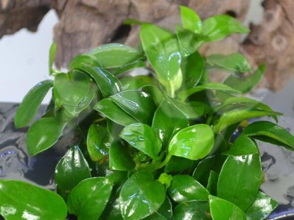 anubias-petite-1_1000x-e1644644422471-1-1-1-1-1-1-1-1-1-1.jpg Anubias Nana Petite Plant - Image 1