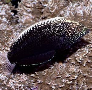 Black Leopard Wrasse