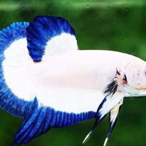 Betta: Male Blue Rim Plakat