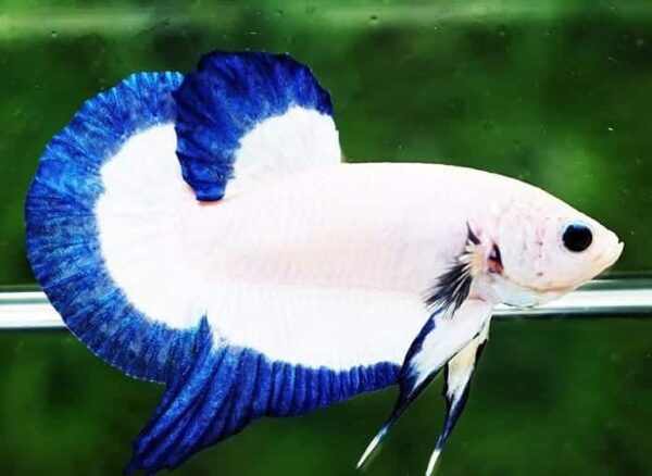 Betta: Male Blue Rim Plakat - Image 1