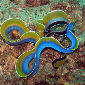 Blue Ribbon Eel