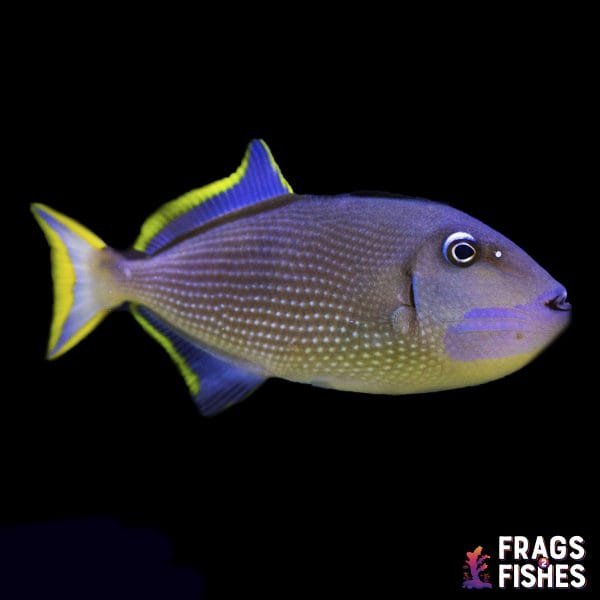 bluethroattrigger.jpg Blue Throat Trigger - Male - Image 1