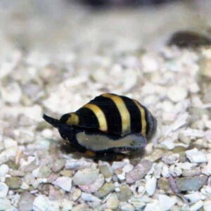 Bumble Bee Snail