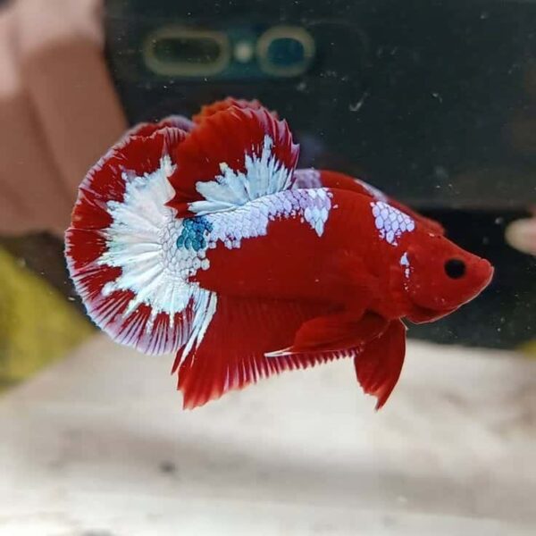 Betta: Male Plakat Hellboy - Image 1