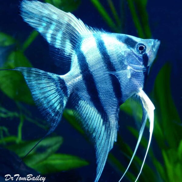 cobalt-blue-1-1-1-1-1-1-1-1.jpg Cobalt Blue Zebra Angelfish - Image 1
