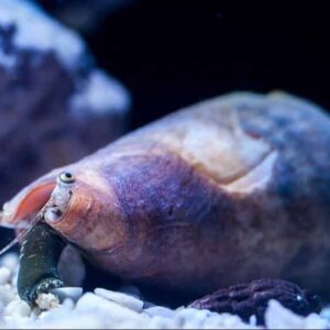 Florida Fighting Conch