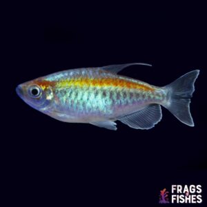 Longfin Congo Tetra