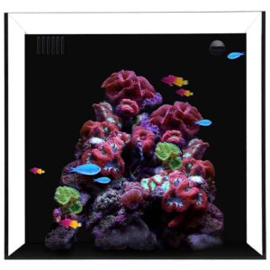 Cube 10 Starphire Ultra Clear 10 Gallon Aquarium - Waterbox Aquariums