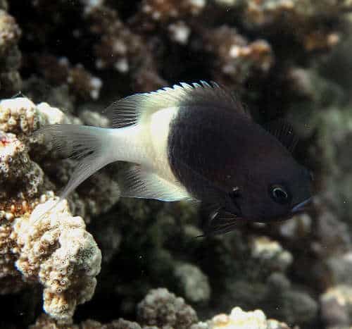 d0c2ed3d928b4159cfe01e46dd312980.jpg Bicolor Chromis Damsel - Image 1