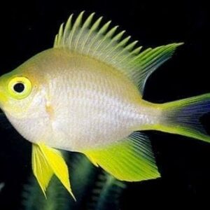 Staghorn Damsel - Yellow