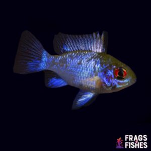 Electric Blue Ram Cichlid