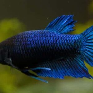 Betta: Female (Various Colors)