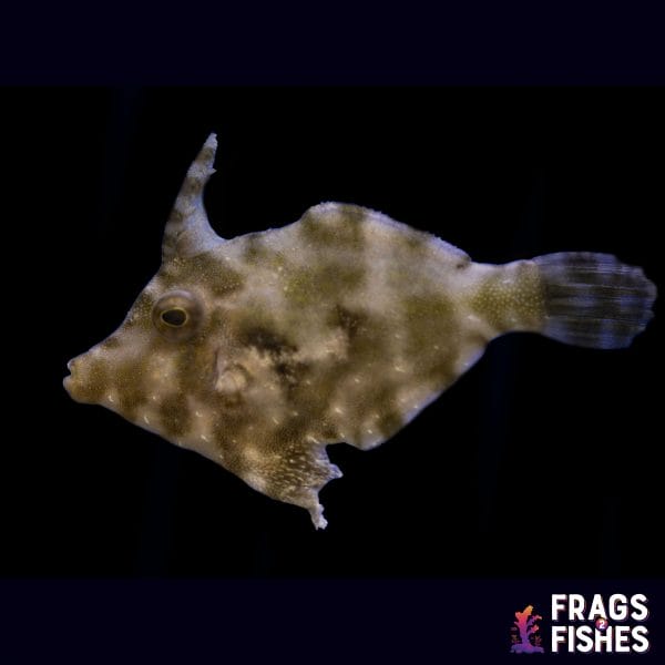 Aiptasia Eating Filefish - Image 1