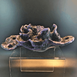 7 Hole Magnetic Montipora Coral Display