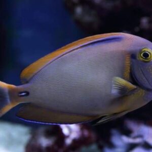 Fowler's Surgeonfish