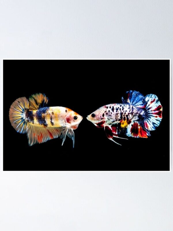 fposter-small-wall_texture-product-750x1000-1.jpg Betta: Male Marble Plakat - Image 1