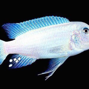 Snow White Socolofi Cichlid