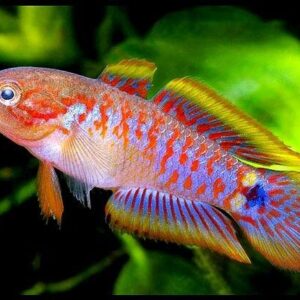 Peacock Gudgeon