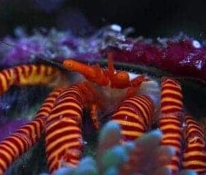 Halloween Hermit Crab