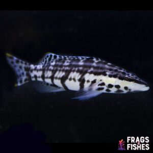 Harlequin Basslet