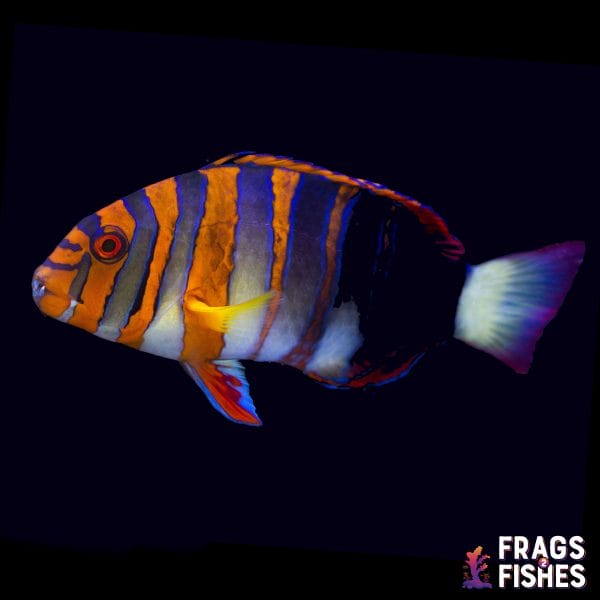 Harlequin Tusk (Australia) - Image 1