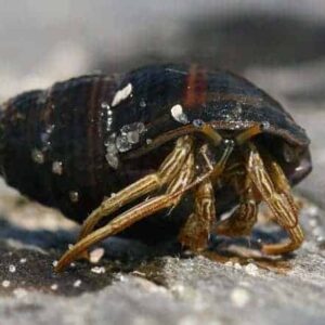 Thin Striped Hermit Crab