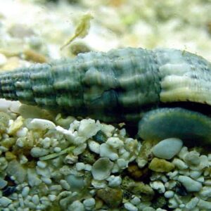 Group Buy Florida Cerith Snail QTY 10