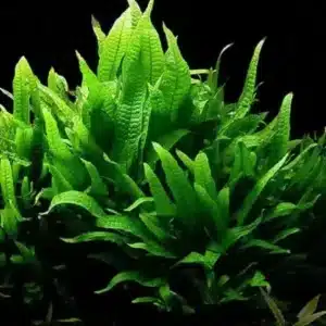 Java Fern (Rooted)