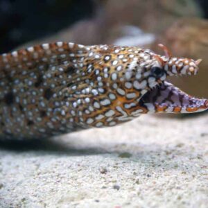 Dragon Eel: Female - Japan