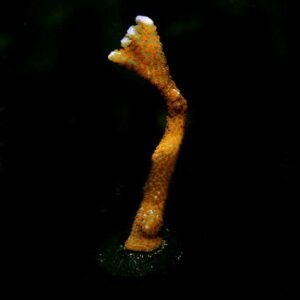 Orange Montipora digitata, Aquacultured ORA®