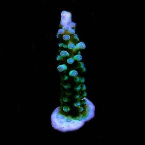 Ice Tortuosa Acropora Coral, Aquacultured ORA®