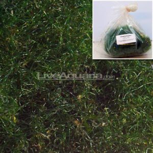 Chaetomorpha Algae, Aquacultured ORA®